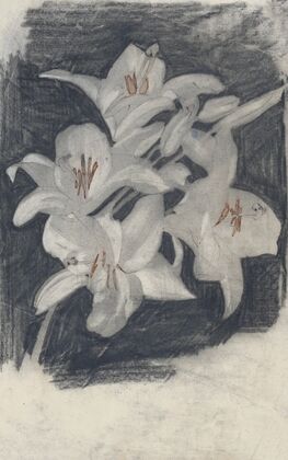 Witte lelies