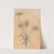 Witte margrieten by Willem Wenckebach