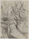 Wonderful birds (1892)