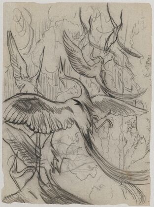 Wonderful birds (1892)