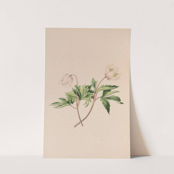 Wood Anemone (1840) by John Stevens Henslow