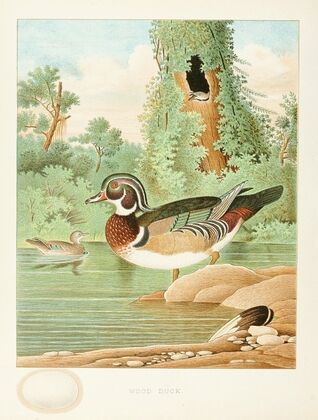 Wood Duck