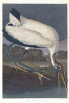 Wood ibis