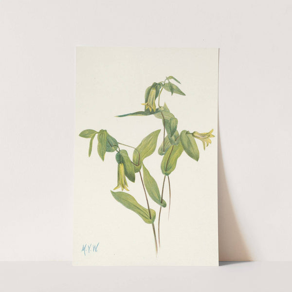 Wood Merrybells. Uvularia perfoliata (1925) by Mary Vaux Walcott