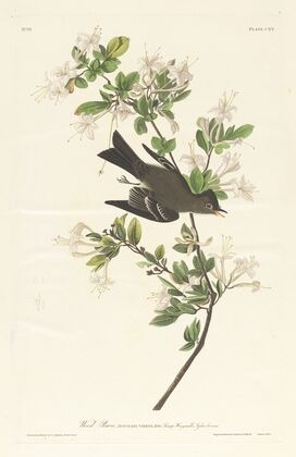 Wood pewee