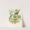 Wood Pewee, Orchard Oriole (1882) by Edwin L. Sheppard