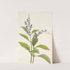 Wood Skullcap. Scutellaria serrata (1925) by Mary Vaux Walcott