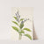 Wood Skullcap. Scutellaria serrata (1925) by Mary Vaux Walcott