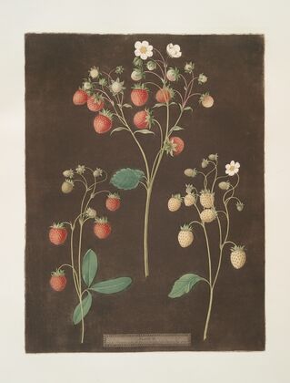 Wood strawberry – The new early prolific strawberry – White Alpine (1812)