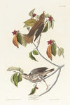 Wood thrush