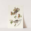 Wood thrush by John James Audubon