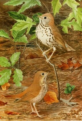Wood Thrush,Hermit Thrush