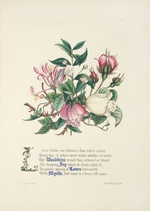 Woodbine, ivy, roses and myrtle