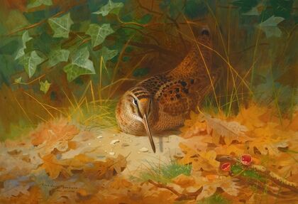Woodcock (1899)