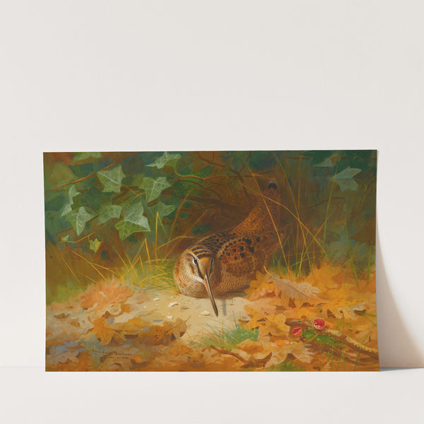 Woodcock (1899) by Archibald Thorburn