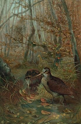 Woodcock.