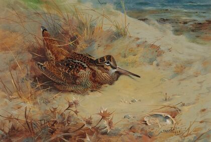 Woodcock sheltering in the sand dunes (1928)