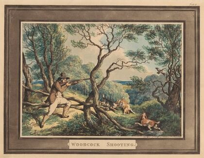 Woodcock shooting