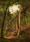 Woodland Interior