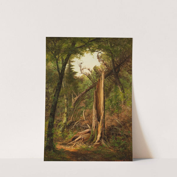 Woodland Interior by Edward Hill