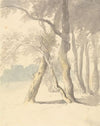 Woodland Study