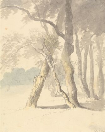 Woodland Study
