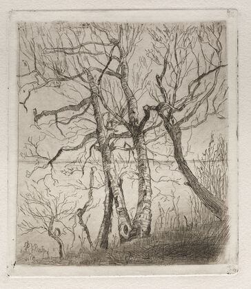 Woods by the Lake