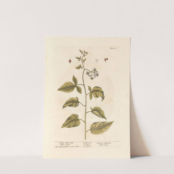 Woody night-shade; Bitter-sweet by Elizabeth Blackwell