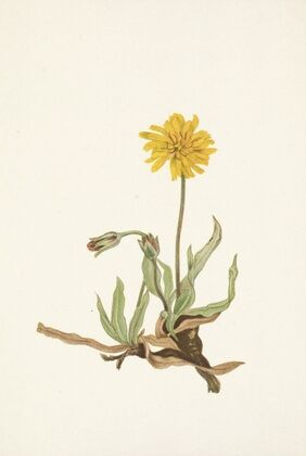 Woolly Agoseris. Agoseris villosa (1925)