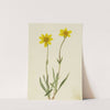 Woolly Arnica (Arnica tomentosa) (1920) by Mary Vaux Walcott