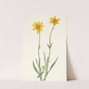 Woolly Arnica. Arnica tomentosa (1925) by Mary Vaux Walcott