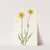 Woolly Arnica. Arnica tomentosa (1925) by Mary Vaux Walcott