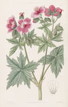 Wooly-flowered Geranium