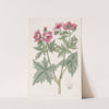 Wooly-flowered Geranium by Sydenham Edwards