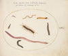 Worm, Centipede, Millipede, and Other Long Creatures (1575-1590)