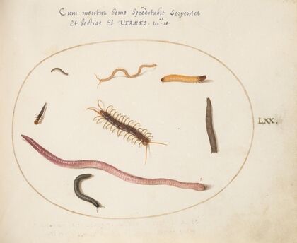 Worm, Centipede, Millipede, and Other Long Creatures (1575-1590)