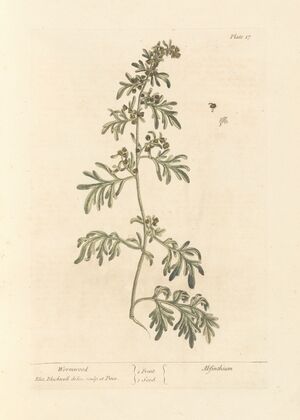 Wormwood