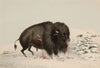 Wounded Buffalo Bull
