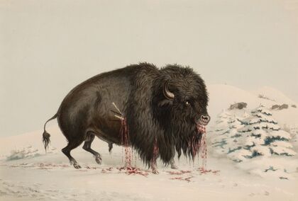 Wounded Buffalo Bull