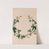 Wreath Of Ivy by John Stevens Henslow