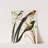 Wydah Birds by W. A . Blakston
