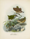 Xenicus longipes (Male and Female) and Xenicus gilviventris (Male and Female)