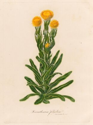 Xeranthemum fulgidum (1818-1824)