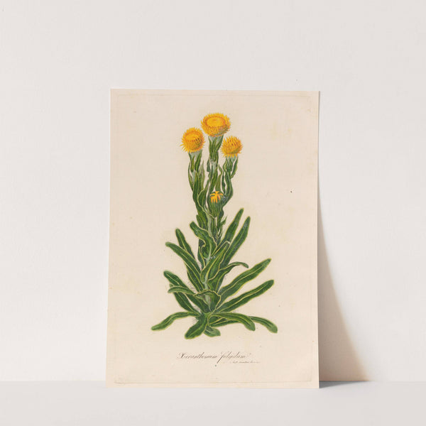 Xeranthemum fulgidum (1818-1824) by Gaetano Savi