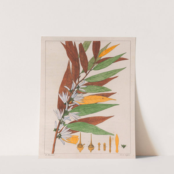 Xylopia Sericea (1824-1828) by Auguste de Saint-Hilaire