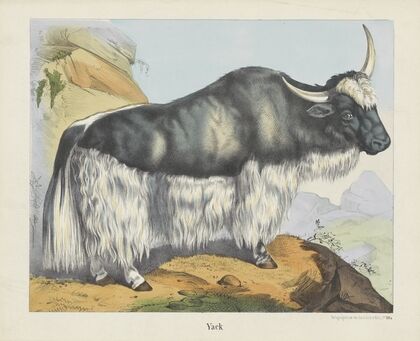 Yack (1829-1880)