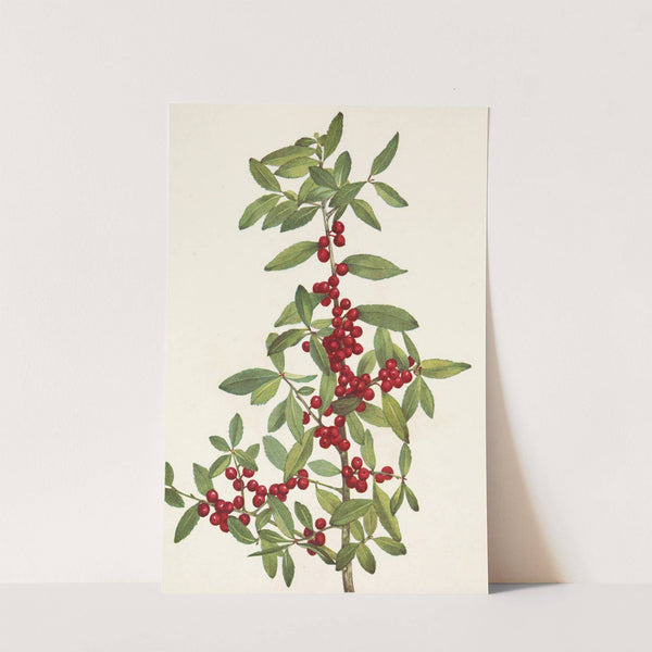 Yaupon. Ilex vomitoria (1925) by Mary Vaux Walcott