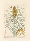 Yellow asphodel or king’s spear