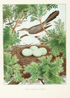Yellow-billed Cuckoo