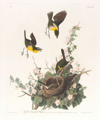 Yellow-breasted chat